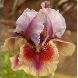 Calypso Dancer