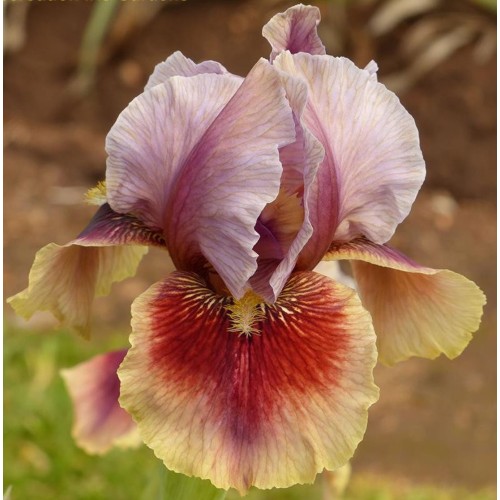 Calypso Dancer