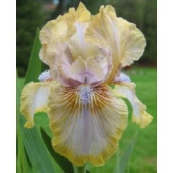 Childsong