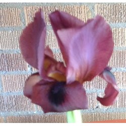 I. barnumiae f. protonyma
