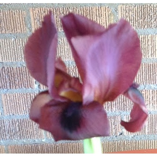 I. barnumiae f. protonyma