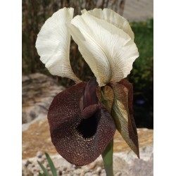 I. iberica ssp elegantissima - generic