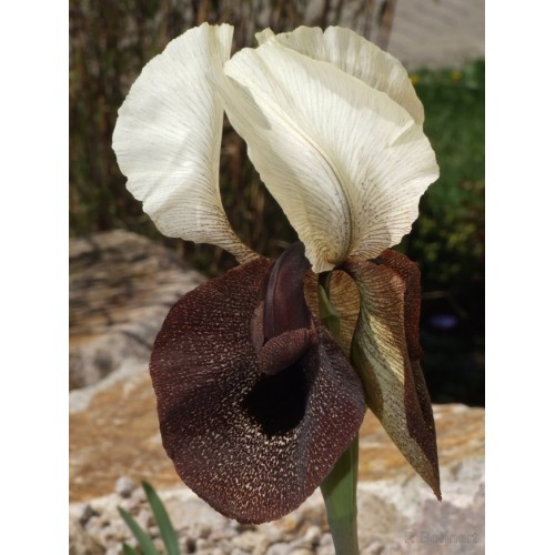 I. iberica ssp elegantissima - generic