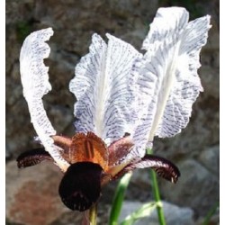 I. paradoxa 'Choschab'