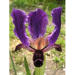 I. paradoxa (generic)