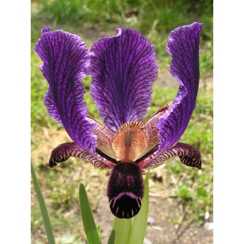 I. paradoxa (generic)