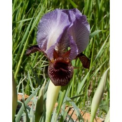 I. urmiensis X I. paradoxa atrata