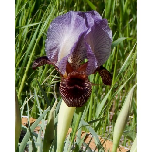 I. urmiensis X I. paradoxa atrata