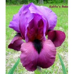 Kalifa's Robe