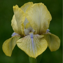 Saffron Jewel Saffron Jewel