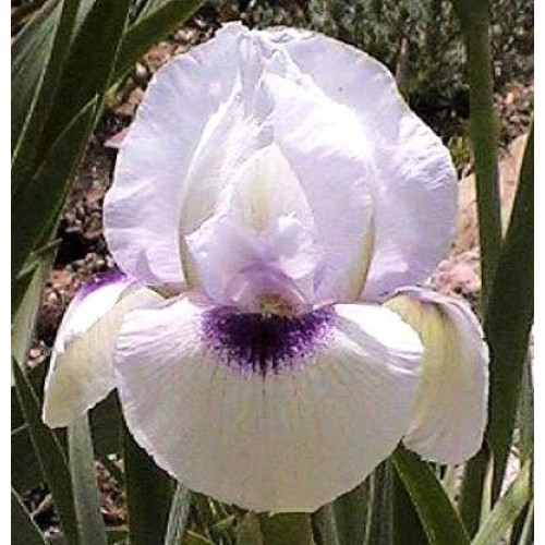 Sheba's Jewel