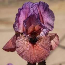 Tarahumara Tarahumara