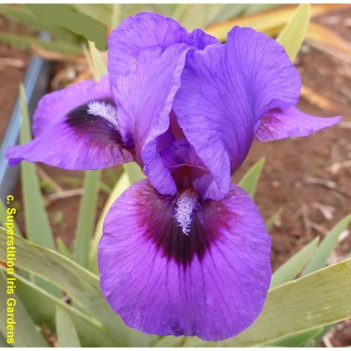 Violet Storm Violet Storm